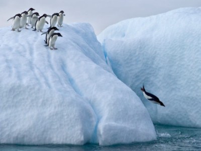 群れで生活するペンギン