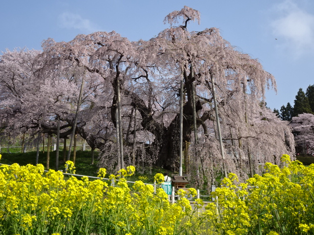 三春の滝桜です。