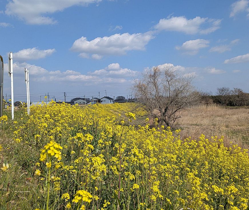 �դηʿ������̤κڤβ֤Ǥ�