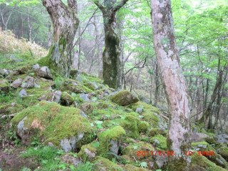 苔蒸した岩と樹木