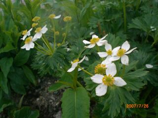ハクサンイチゲの花